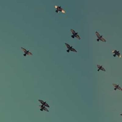 Shimmer Gold Eyeshadow